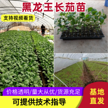 精品黑龙王长茄苗量大从优产地直发云贵川优先发货欢迎咨询