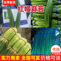 精品蒜苔，红帽蒜薹保证质量，一吨起批，无任何费用