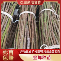 金蝉，金蝉卵枝，白蜡条，杨树枝条，质量保证量大从优，