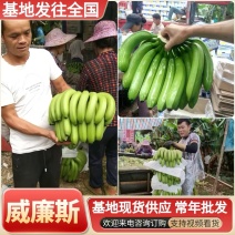 【实力商家】广西香蕉精品威廉斯香蕉大量上市，随行就市