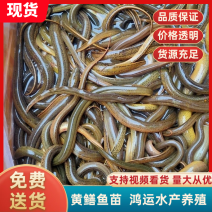 【基地直供】黄鳝苗，规格齐全，欢迎新老朋友，来订购