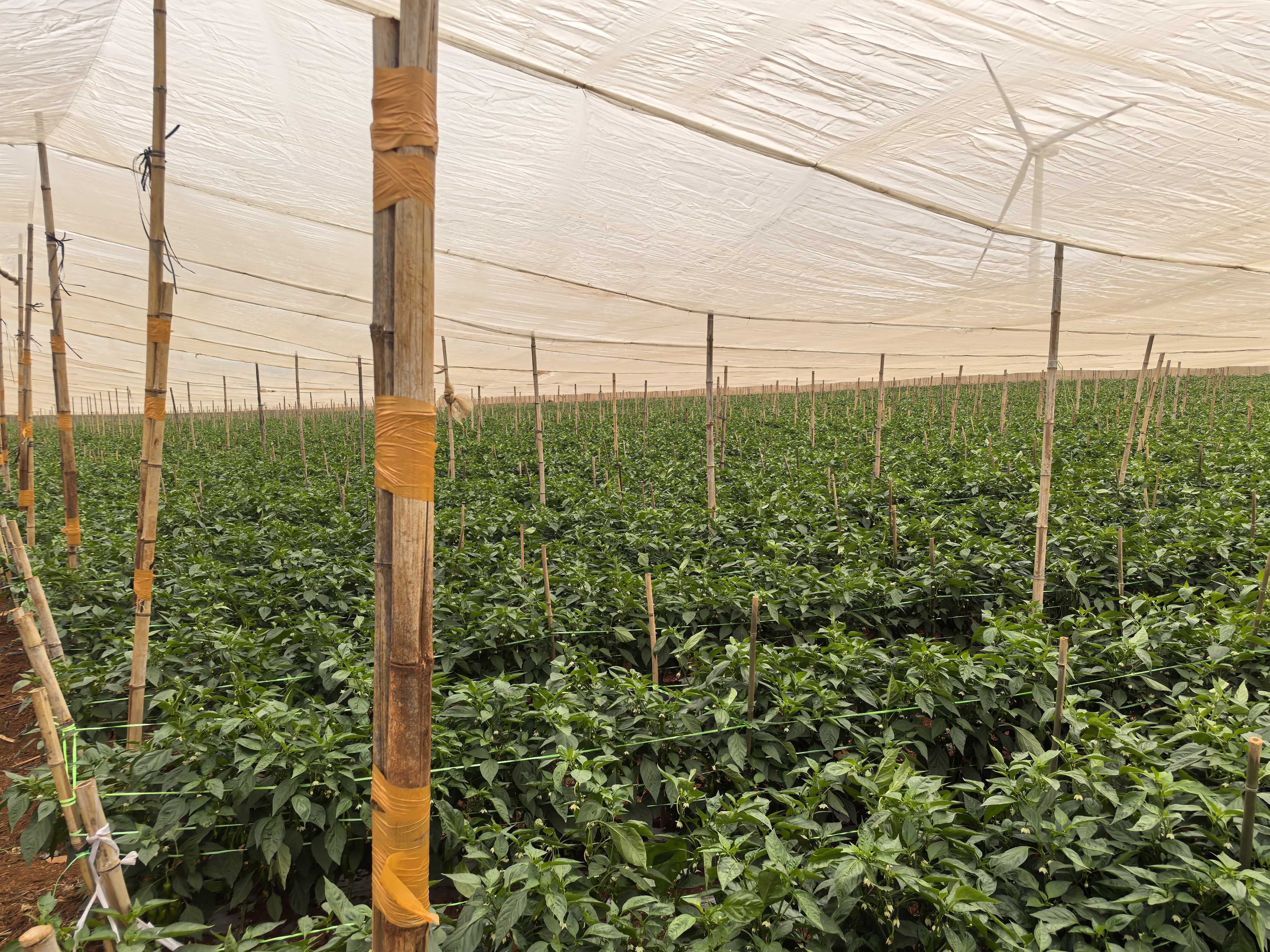 图片说明:规模化泡椒种植基地,采用高垄覆膜栽培方式,植株生长整齐,叶片健康无病斑,田间设有黄板监测虫情,配套滴灌系统正在运行,背景可见遮阳网设施 泡椒大田标准化种植实景图