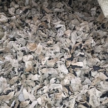 精品黑木耳大量有货产地直销