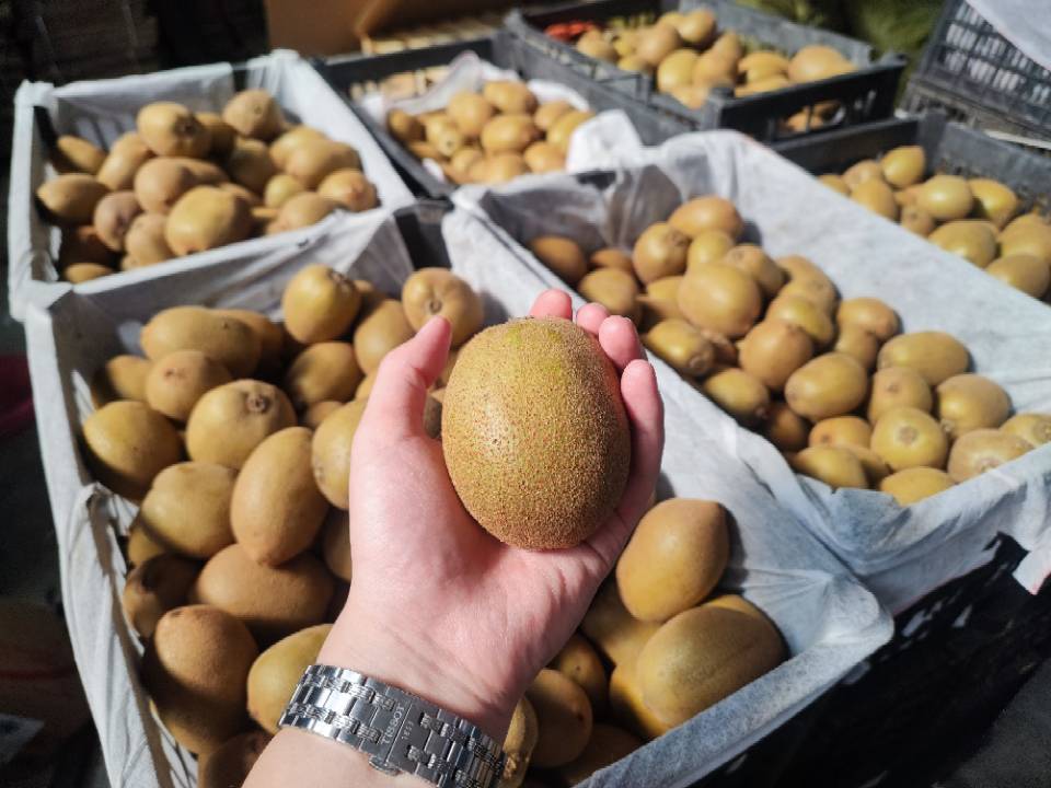 黄心猕猴桃与苹果一起放在透明密封袋中进行催熟