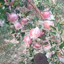 【热卖】精品苹果山西精品红富士苹果甜度高可视频看货