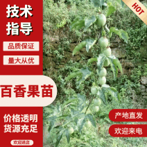 纯甜嫁接苗一手货源品质保证诚信经营欢迎采购