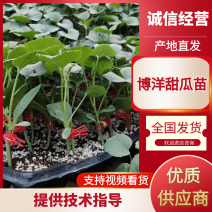 博洋甜瓜苗，博洋九苗，博洋六一苗，博洋七二苗，蜜七七苗