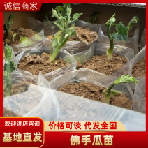 山东产地直发精品佛手瓜芽基地育苗，可视频看货