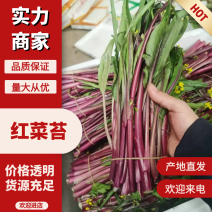 红菜苔湖北菜苔产地直供对接全国商超市场等量大优惠