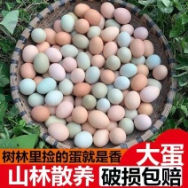 常年供应散养土鸡蛋破损包赔自产自销品质保证
