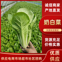 江苏奶白菜小白菜对接电商市场超市长期供应