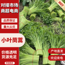 精品茼蒿产地直发对接电商商超食品厂常年长期供应