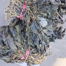 苋菜干自然晒干无杂可以实地看货考察视频看货满意为止全国接单