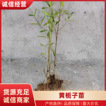 【实力推荐】高产黄栀子苗山栀子种苗基地直发包邮