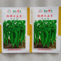 湘研十五号辣椒种子中熟味辣果肉增厚肉质细软辣而不烈