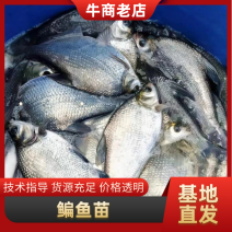 扁鱼苗鳊鱼苗渔场直发交货便利按需配货