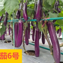 广东热销中茄苗茄子苗圆茄苗烧烤茄苗嫁接茄子苗