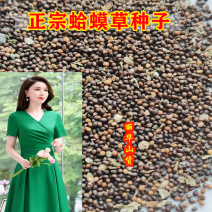 蛤蟆皮草种子新采正宗癞蛤蟆草种有新货嫩草整颗带根