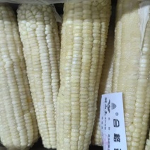【推荐】吉林玉米糯玉米品质保障量大价优可视频看货欢迎