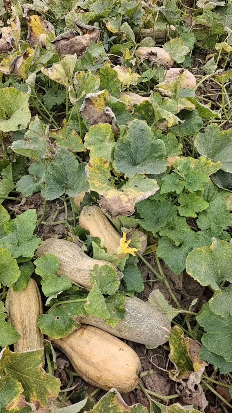 密本南瓜产地直发可视频看货欢迎咨询