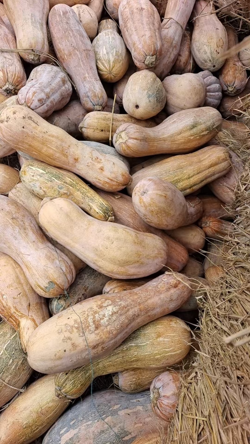 密本南瓜产地直发可视频看货欢迎咨询