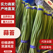 蒜苔安徽精品蒜苔产地直供视频看货选货供应全国市场