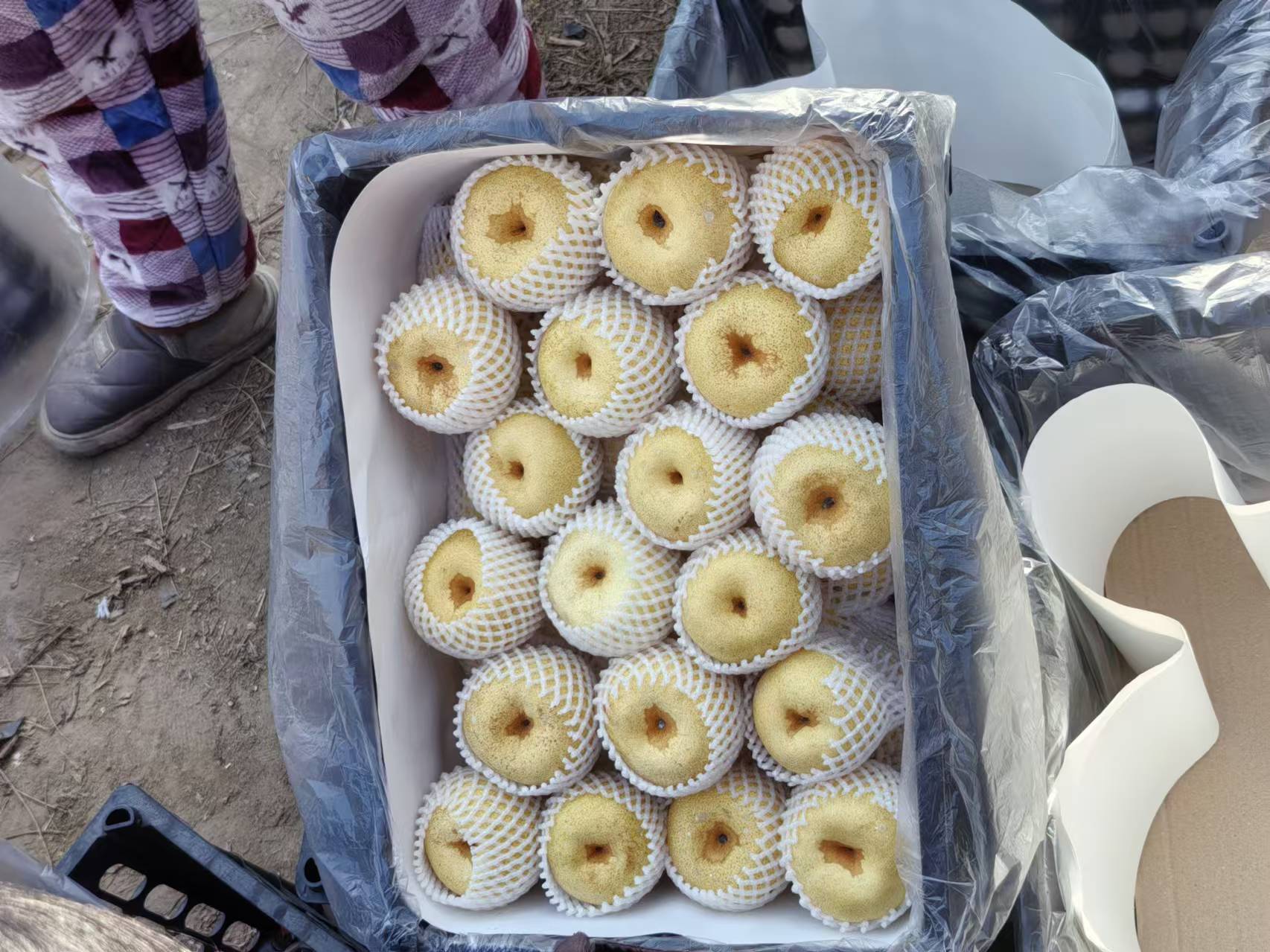 河南商丘酥梨基地工人进行双层蜡纸袋套袋作业:左手轻托酥梨幼果(果径约2.5 cm),右手撑开凯祥KX-850袋口,自上而下套入,果柄居中,袋体自然下垂不接触果面,袋口铁丝已规范扭转两圈半,背景可见整齐的酥梨结果枝组与蓝色防鸟网 酥梨套袋标准化操作现场