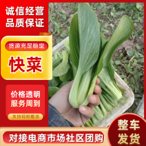 精品快菜对接电商市场商超食品厂常年供应保质保量