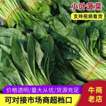 精品菠菜，小叶菠菜对接商超，农贸市场产地直发