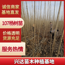 107杨树苗无絮杨基地直发大量批发零售量大