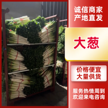 {精品大葱}山东大葱/铁杆大葱/带叶大葱/供应电商超市