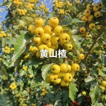 山楂苗黄山楂苗，量大质优价格优惠免费指导技术包活
