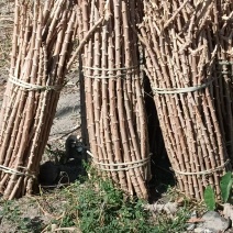 木薯种子【基地直发】价格合适，欢迎沟通交流，共同发展