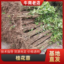 桂花苗金桂四季桂月桂丹桂朱砂桂浓香型四季开花苗场现挖现卖