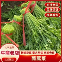茼蒿菜产地直发一手货源价格美丽电联价更优欢迎咨询