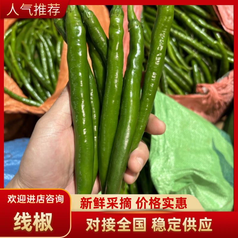 [线椒批发]广东湛江雷州市鲜辣椒 0.50元/斤广东鲜辣椒3号8 _ 一亩田