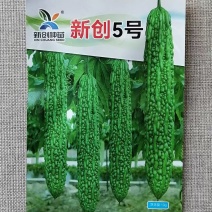 新创5号苦瓜种子果瘤圆润果皮亮绿苦味适中