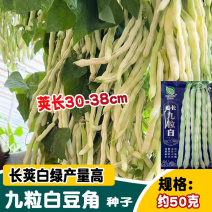 九粒白豆角种子芸豆种子耐热耐老无筋无丝抗病上市早