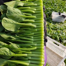 成都菜心精品菜心基地直供色泽好保质保量欢迎采购