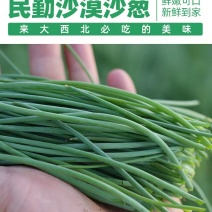 甘肃民勤县沙葱产地货源充足批发零售欢迎电话联系