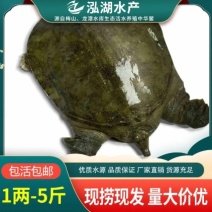 1两-5斤外塘冷水甲鱼供应质优价廉品牌保证