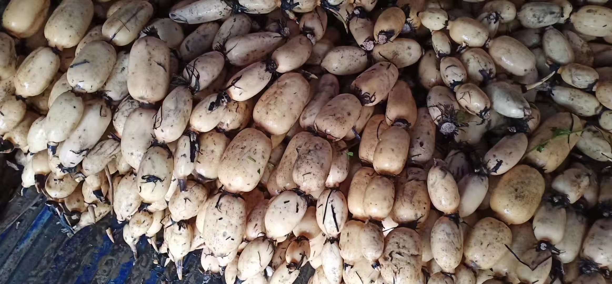 一位中年女性在农贸市场摊位前手持两节莲藕进行对比,左侧藕颜色自然泛黄,带泥;右侧藕洁白无瑕,摊主正在介绍。背景可见其他蔬菜及‘新鲜白莲藕’标识牌,体现真实选购情境 消费者在菜市场挑选莲藕场景