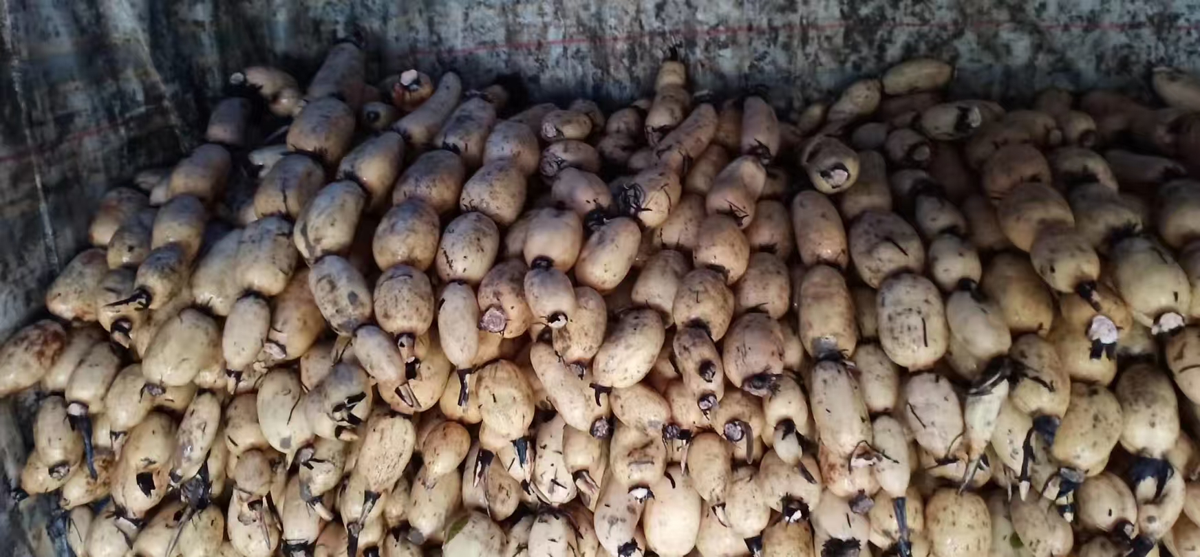 多个完整的白莲藕整齐摆放在湿润的竹筐中,表面带有少量湿润泥土,背景为清晨农贸市场的场景,光线明亮,体现农产品的新鲜与原生态特质 市场中摆放整齐的白莲藕