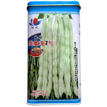架豆种子加长九粒白豆角籽早熟美如玉7号芸豆高产春秋