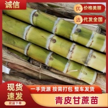 广西黄甘蔗种苗青皮甘蔗苗货源充足品种优良技术指导