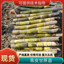 甘蔗苗黄皮甘蔗种苗青皮甘蔗苗成活率高提供技术指导