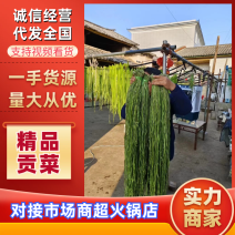 云南大理宾川县优质贡菜一手货源产地直发品质保障