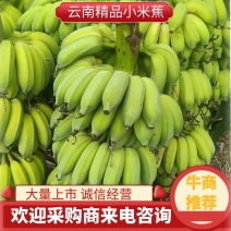 {诚信经营}红河小米蕉，产地直发，一件代发，视频看货。