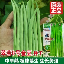 翠芸8号加长小金豆种子耐病豆荚浅绿色品质细嫩不易老化