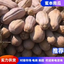 25年南瓜蜜本南瓜基地直发可发全国